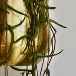 Atsu Brass Hanging Planter 10cm Wide -Happy House Plants Sale Store 98bb8d e9f56ceb19ef430783c8dc0d7e771f04 mv2 97f9cffe 4aea 4a24 b2bf e3d1090f4668