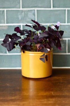 Oxalis Triangularis (Purple Shamrock, False Shamrock) 8 Oxalis Triangularis (Purple Shamrock, False Shamrock) -Happy House Plants Sale Store 98bb8d ea65894dde86477780e01691fec3aa54 mv2 d 2728 4092 s 4 2