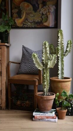 Euphorbia Erytrea Variegata -Happy House Plants Sale Store 98bb8d ea838cc0c507497784ea03953e2a2df7 mv2