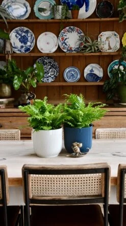 Small Blechnum Gibbum (Silver Lady)