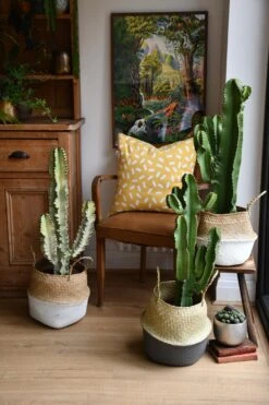 Euphorbia Ingens (Cowboy Cactus) -Happy House Plants Sale Store 98bb8d ead811303f5a48498a3c24268e644475 mv2 d 3712 5568 s 4 2