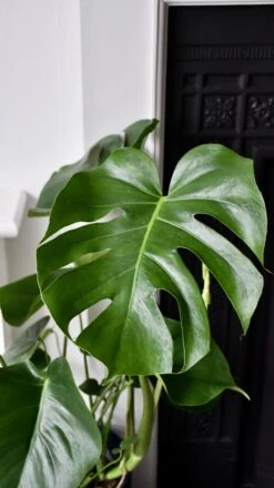 Large Monstera Deliciosa - Swiss Cheese Plant & Vibes Pot 14 Large Monstera Deliciosa - Swiss Cheese Plant & Vibes Pot -Happy House Plants Sale Store 98bb8d ec6047f651be4b2ea63ca7215497ff38 mv2
