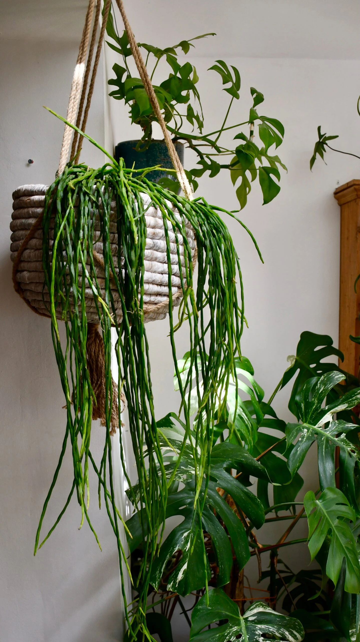 Rhipsalis Paradoxa - Chain Cactus 2 Rhipsalis Paradoxa - Chain Cactus - Image 2