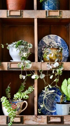 Variegated String Of Hearts | Ceropegia Woodii | Ceropegia Linearis Subsp. Woodii 11 Variegated String Of Hearts | Ceropegia Woodii | Ceropegia Linearis Subsp. Woodii -Happy House Plants Sale Store 98bb8d ed7ae21d72ba48c085a15b609e8899a2 mv2