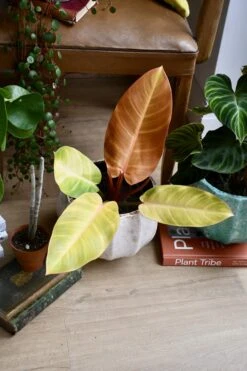 Philodendron Prince Of Orange -Happy House Plants Sale Store 98bb8d edae0f930a7b41fab25639254e656e43 mv2