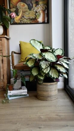 XL Calathea Rosea-picta Silvia -Happy House Plants Sale Store 98bb8d ef30fe6c12c8484590a855a72c01eed7 mv2