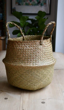 Rubber Plant Or Ficus Elastica, Robusta Abidjan -Happy House Plants Sale Store 98bb8d ef9be3e080b445499af19092f510030d mv2 2a15009a 484d 4dfe b721 73866f624ba9