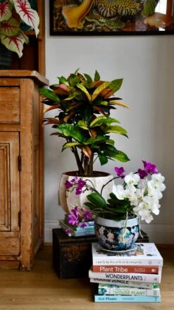 Small Codiaeum 'Mrs Iceton'