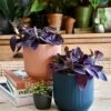 Tradescantia Pallida 'Purpurea' (Purple Heart) & Vibes Pot