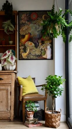 Ficus Microcarpa (Chinese Banyan Tree) -Happy House Plants Sale Store 98bb8d f1464dd9772d49e69cabd7c55bd66089 mv2 565c7778 3f52 4679 a4f3 1d733744f3c4