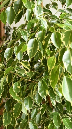 Ficus Golden King | Ficus Benjamina | Ficus Benjamina Golden King -Happy House Plants Sale Store 98bb8d f1c555f49bd5408886042163d48732e6 mv2