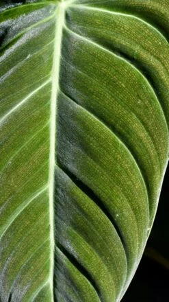 Philodendron Melanochrysum -Happy House Plants Sale Store 98bb8d f220544793ca4c72bdb5e91818671ebb mv2 124d5777 27b1 46c0 ab19 1877ee77b654