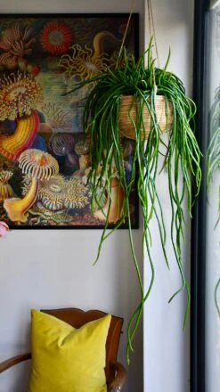 Selenicereus Wercklei -Happy House Plants Sale Store 98bb8d f2f237421a814f38b80e97c3ec7c9800 mv2