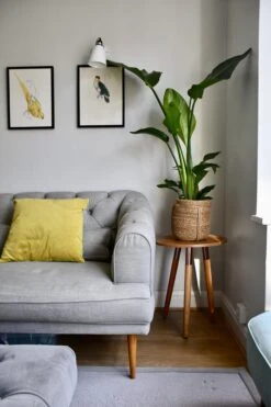 Strelitza Nicolai - White Bird Of Paradise -Happy House Plants Sale Store 98bb8d f59c55216e014af9aa823051284ee767 mv2 d 3712 5568 s 4 2