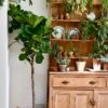 Extra Large Fiddle Leaf Fig Tree (Ficus Lyrata Tree, Lollipop Shaped Tree)