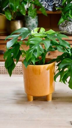 Monstera Minima Or Rhaphidophora Tetrasperma