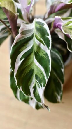 Calathea White Fusion -Happy House Plants Sale Store 98bb8d f7e4b3a576eb4f898d530bc1fb10022d mv2