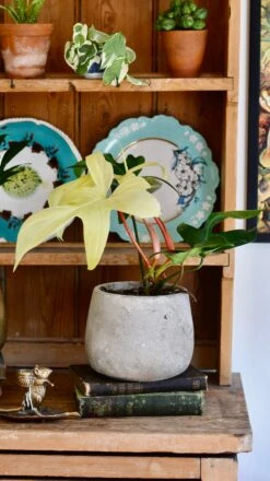 Philodendron Pedatum 'Florida Ghost' -Happy House Plants Sale Store 98bb8d f817245ce81a4937b75e89c88fda143a mv2