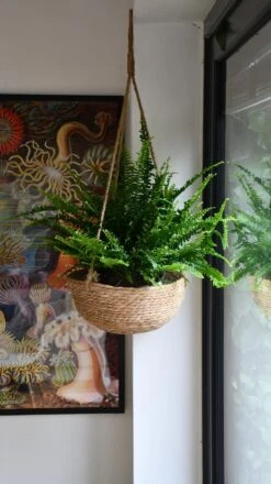 Nephrolepis Exaltata 'Sonata' (Boston Fern) -Happy House Plants Sale Store 98bb8d f8a3b275f6754154a063edda3fc4a59e mv2