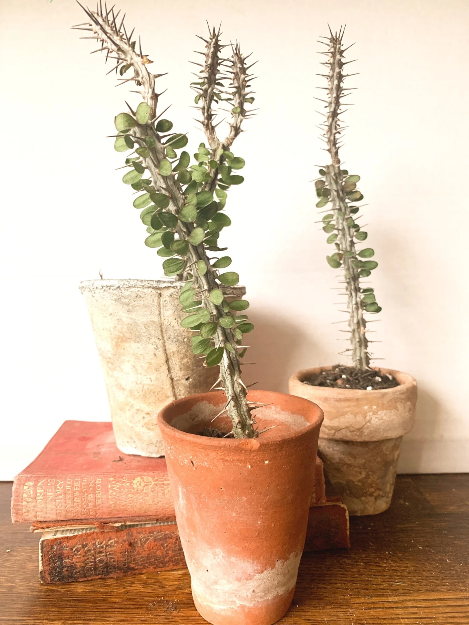 Small Alluaudia Procera *Rare* 2 Small Alluaudia Procera *Rare* - Image 2