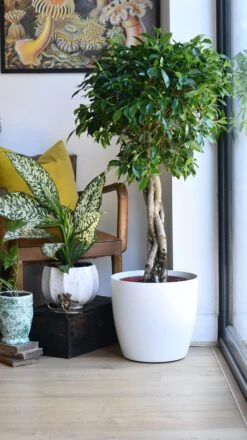 Indian Laurel - Ficus Nitida 8 Indian Laurel - Ficus Nitida -Happy House Plants Sale Store 98bb8d f93b4a7dcc054826a9069ac768a215c1 mv2