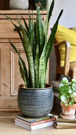 Sansevieria Trifasciata Zeylanica -Happy House Plants Sale Store 98bb8d f980b9694b1a4d90a00baeedc8046473 mv2 d6606b1d 1e01 4da8 9e47 fd0e524de14d