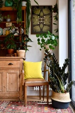 Large Zamioculas Raven | Super Nova -Happy House Plants Sale Store 98bb8d f9d58ace4d684ebf9555eeb4fd881e29 mv2 d 2848 4272 s 4 2