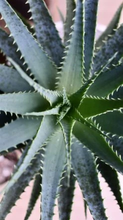 Aloe Arborescens -Happy House Plants Sale Store 98bb8d fa310e97ad634b0a94cdab40acec3bf8 mv2