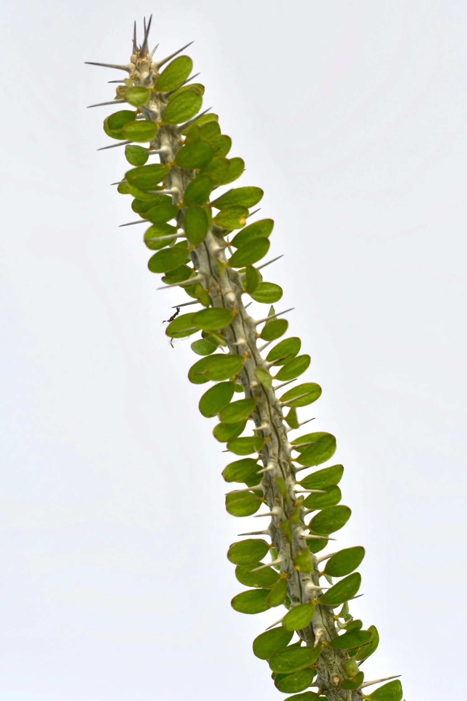 Small Alluaudia Procera *Rare* 3 Small Alluaudia Procera *Rare* - Image 3