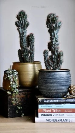 Cereus Peruvianus ‘Monstrosus’ -Happy House Plants Sale Store 98bb8d fb6923c006674f178559459c8819e4ac mv2