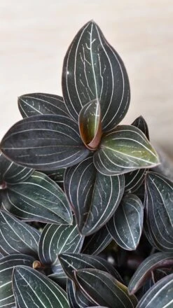 Ludisia Discolor (Jewel Orchid) 6 Ludisia Discolor (Jewel Orchid) -Happy House Plants Sale Store 98bb8d fd3be7a5736f4d6cb89abc553cfbd6db mv2
