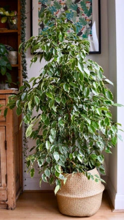 Ficus Golden King | Ficus Benjamina | Ficus Benjamina Golden King -Happy House Plants Sale Store 98bb8d fde300b58a4f406b9204b0a8f4e77644 mv2