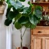 Ficus Umbellata (Extra Large Tree Form)