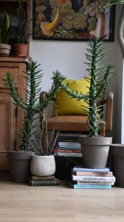 Opuntia Subulata *very Rare* -Happy House Plants Sale Store 98bb8d fe970f0ddf6d4069884c5b0e6c3f64e3 mv2