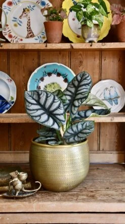 Alocasia Silver Dragon -Happy House Plants Sale Store 98bb8d ffa059474b574d90a2dbf0bea1a4465c mv2