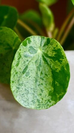 Pilea Mojito - Variegated Pilea Peperomioides *very Rare* -Happy House Plants Sale Store 98bb8d ffbd1b255bfb4237bc9d8260feef09d0 mv2