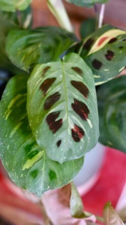 Maranta Leuconeura Kerchoveana | Maranta Fiesta | Prayer Plant -Happy House Plants Sale Store 99F3402D F474 4433 BDD0 EDF8EE7B6351 1 201 a