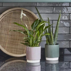Athens Ceramic Reactive Glaze Indoor Ribbed Plant Pot Pink (10.5cm Pot) -Happy House Plants Sale Store 9B1817D9 4549 4A80 AF1B D2B70DC1F95F 1 201 a a5b2d33c 9ca1 4b56 bb73 b7e43eebe1f2