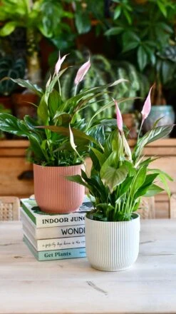 Spathiphyllum Pink Bellini, Peace Lilly & Pot -Happy House Plants Sale Store 9C34AEC7 9B58 4C76 82FD DCA38E8C5562 1 201 a