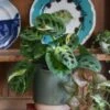 Maranta Leuconeura Kerchoveana | Maranta Fiesta | Prayer Plant