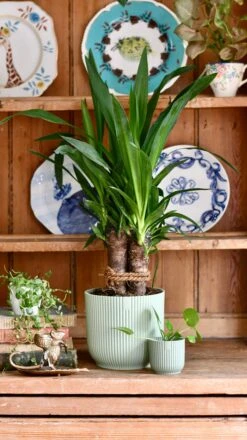 Yucca Elephatipes & Baby Pilea Houseplant Gift Set -Happy House Plants Sale Store 9FB4B39D 2A5A 4C42 89C6 78D87093C646 1 201 a