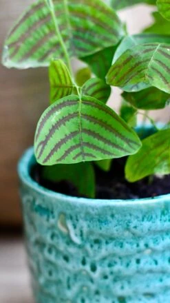 Swallow Tail, Butterfly Plant (Christia Obcordata) -Happy House Plants Sale Store A7CAF239 F3AB 4652 9EF0 3820292FAB86 1 201 a