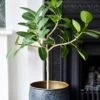Ficus Benghalensis & Pot 'Petite Audrey' (Bengal Fig)