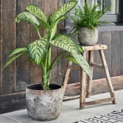 Albero Planter (14cm Pot) -Happy House Plants Sale Store AP28 1copy
