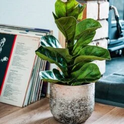 Albero Planter (14cm Pot) -Happy House Plants Sale Store AP28 3 small 0b2df180 9dbb 4dba bbb7 f3f0a7fe241b