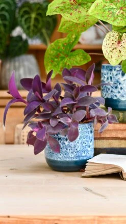 Reactive Glaze Planter (Sapphire 13cm Plant Pot) -Happy House Plants Sale Store B37E5666 8A57 4389 8FE7 87FDBF998B68 1 201 a