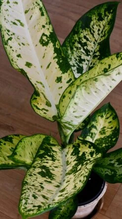 Dieffenbachia Seguine 'Banana' -Happy House Plants Sale Store B3F56D26 D6F4 4275 9DCF 23F0CBE32F88 1 201 a 1f4bcaf7 38b0 4a9d b279 fb7d215cca2e