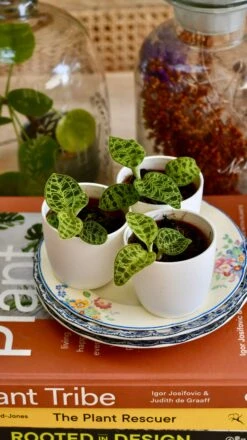 Macodes Petola (Jewel Orchid) -Happy House Plants Sale Store B5E0792D 1CFC 42D6 B24B D8643B7E9288 1 201 a