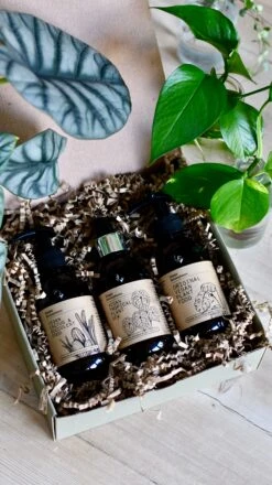 Liquid Vegan Plant Food, Organic Tropical Dew Spray And Cactus Fertiliser Gift Set