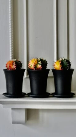 Variegated Gymnocalycium Cactus -Happy House Plants Sale Store BCB9B4FE 01CF 4391 AD14 EB0CE33DBDC4 1 201 a